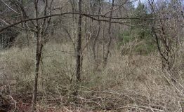 IMG_9206
