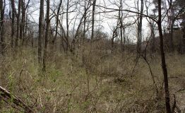 IMG_9225