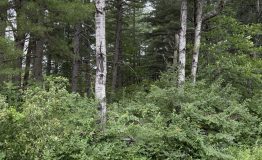 IMG_0027