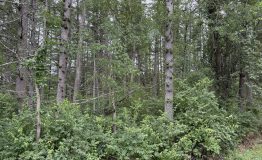 IMG_0029