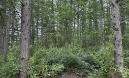 IMG_0033