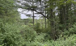 IMG_0041