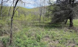 IMG_6335