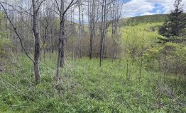 IMG_6336