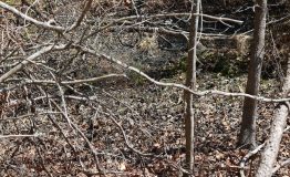 IMG_0589