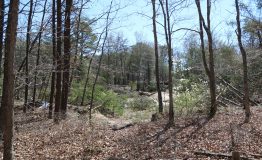 IMG_0604