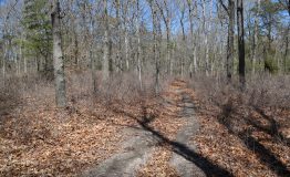 IMG_0605